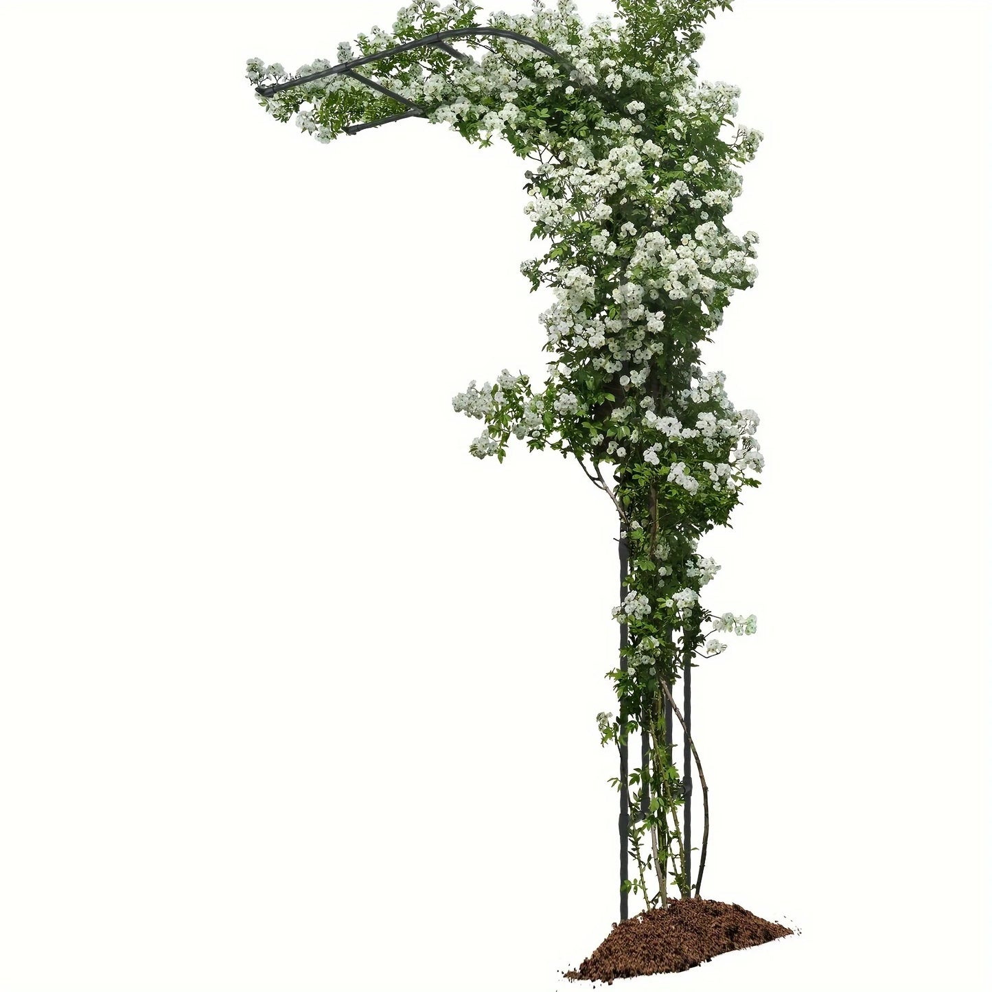 Half Sided Arch Trellis Garden Arch Arbor for Climbing Plants